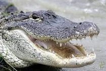 Khoảnh khắc kinh hoàng khi cá sấu 3 mét gõ cửa cắn người