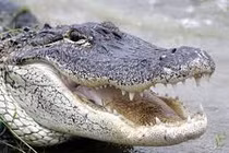 Khoảnh khắc kinh hoàng khi cá sấu 3 mét gõ cửa cắn người