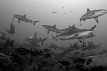 Thợ lặn liều lĩnh bơi theo hàng trăm cá mập trong đêm