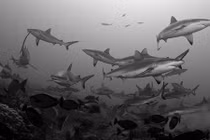 Thợ lặn liều lĩnh bơi theo hàng trăm cá mập trong đêm