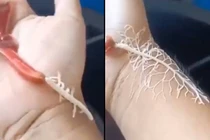 Sinh vật “ngoài hành tinh” khiến nhiều người khiếp sợ