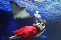 Hàn Quốc: Thợ lặn mặc Hanbok, bơi lội chúc Tết với cá đuối