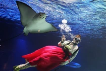 Hàn Quốc: Thợ lặn mặc Hanbok, bơi lội chúc Tết với cá đuối