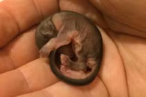 "Nhặt" được sinh vật kỳ lạ, nuôi lớn vẫn không biết là con gì