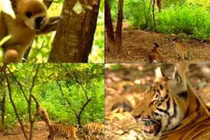 Hài hước xem khỉ trêu ghẹo hổ 