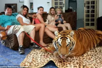 Rợn người nuôi hổ như thú cưng trong nhà