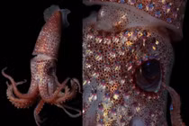 Vẻ đẹp siêu thực của loài mực sở hữu cái tên đặc biệt