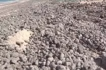  Nhật Bản: Xuất hiện lượng lớn "vật thể lạ" trôi dạt vào bờ biển 