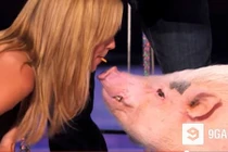 Kỳ quặc giám khảo America's Got Talent hôn... lợn