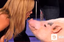 Kỳ quặc giám khảo America's Got Talent hôn... lợn