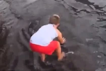 Bé trai thản nhiên chơi đùa với cá đuối trước biển