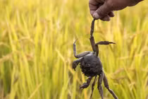 Bị cua cắp, thanh niên cắn đứt càng con vật rồi nhận kết đắng