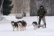 Soi quá trình đào tạo huấn luyện cảnh khuyển ở Nga