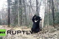 Xem gấu đen "múa cột" giữa rừng bạch dương