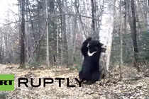 Xem gấu đen "múa cột" giữa rừng bạch dương