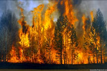 Hình ảnh cháy rừng khủng khiếp ở đông Siberia