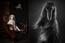 Giải thưởng nhiếp ảnh dành cho... chó: Thần thái "đỉnh của chóp"