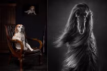 Giải thưởng nhiếp ảnh dành cho... chó: Thần thái "đỉnh của chóp"