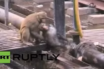 Choáng: Cứu sống đồng loại bị điện giật nhờ... dìm xuống nước