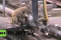 Choáng: Cứu sống đồng loại bị điện giật nhờ... dìm xuống nước