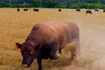 Hãi hùng người phụ nữ bị 20 con bò giẫm đạp