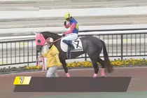 Chú ngựa nổi tiếng vì cái tên "đọc đến đâu líu lưỡi tới đó"