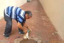 Giải cứu mèo bị kẹt đầu trong lon nước ngọt