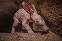 Sinh vật có hình dáng đặc biệt chào đời sau 90 năm chờ đợi