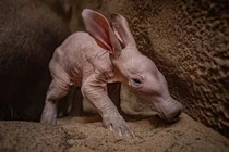 Sinh vật có hình dáng đặc biệt chào đời sau 90 năm chờ đợi