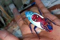 Nổi da gà với bộ sưu tập tranh vẽ nghệ thuật từ... gián chết 