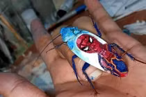 Nổi da gà với bộ sưu tập tranh vẽ nghệ thuật từ... gián chết 