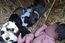 Vừa chào đời đã bị bỏ rơi, em bé được chó mẹ cưu mang