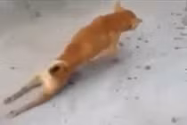 Chú chó lết bằng 2 chân và cái kết có hậu