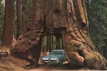 Ô tô đi xuyên gốc cây một cách khó tin