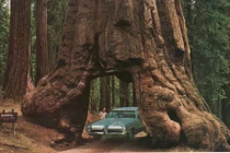 Ô tô đi xuyên gốc cây một cách khó tin