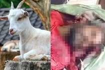 Say xỉn rồi nhầm người là cừu, thầy tế "cắt tiết" nam phụ tá