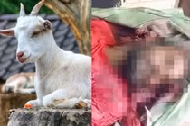 Say xỉn rồi nhầm người là cừu, thầy tế "cắt tiết" nam phụ tá