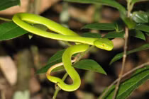 Cách sơ cứu khi bị rắn lục đuôi đỏ tấn công