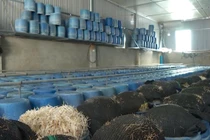 Vụ giá đỗ ngậm chất cấm, Bộ NN&PTNT lên tiếng