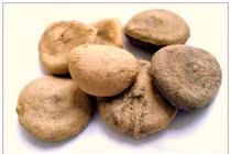 Người đàn ông ở Hà Nội cấp cứu vì ngộ độc cao mã tiền