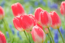 Sinh vào 4 ngày Âm lịch này, đều mang số mệnh vàng mười