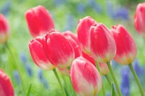 Sinh vào 4 ngày Âm lịch này, đều mang số mệnh vàng mười