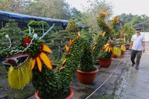 Quất dáng rồng độc lạ giá trăm triệu đồng một cây ở Hà Nội