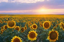 Tại sao hoa hướng dương quay theo hướng mặt trời?