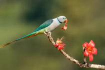 4 con giáp sẽ phát tài phát lộc trong tháng 3 này