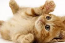 Mèo đại kỵ với 4 tuổi này, thích mấy cũng đừng nuôi