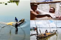 Con sông ngắn nhất Việt Nam là thủy phận của loài ‘quái ngư’ quý hiếm