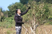 Hòa Bình: Nông dân huyện Đà Bắc tất bật chăm đào Tết