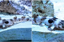 Cá mập sinh con sau 4 năm không tiếp xúc với con đực 