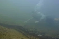 Phát hiện loài trăn Anaconda lớn nhất thế giới